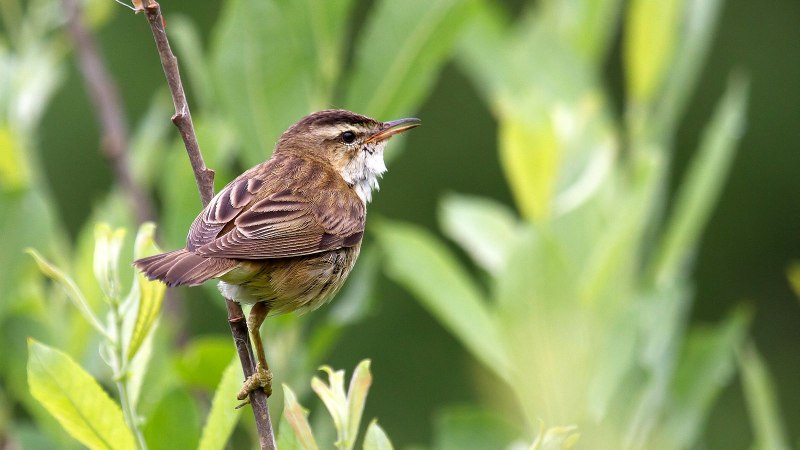 Камышевка-барсучок - Acrocephalus schoenobaenus