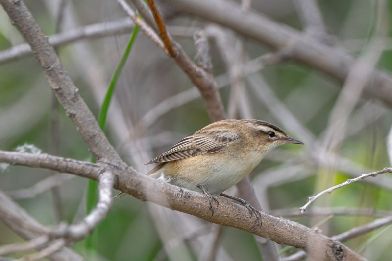 Камышевка-барсучок - Acrocephalus schoenobaenus