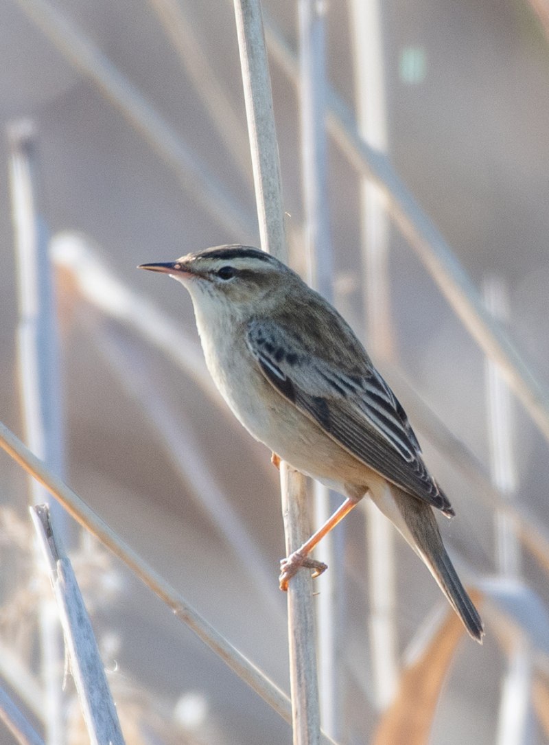 Sedge Warbler Acrocephalus schoenobaenus