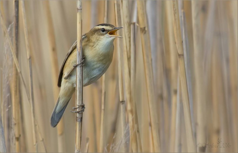 Вид камышевка-барсучок – Acrocephalus schoenobaenus