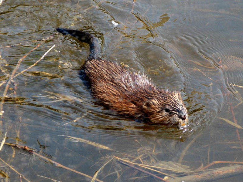 Водяная крыса ондатра
