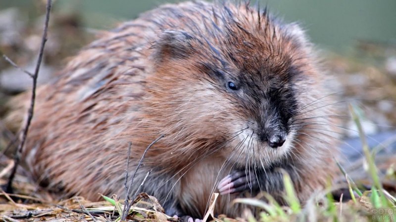 Ondatra zibethicus