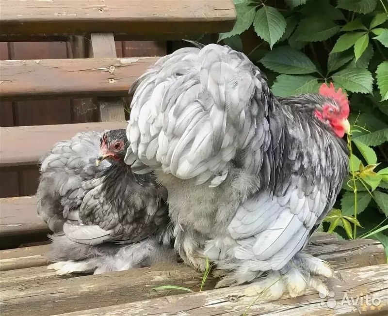 Кохинхин Лаванда