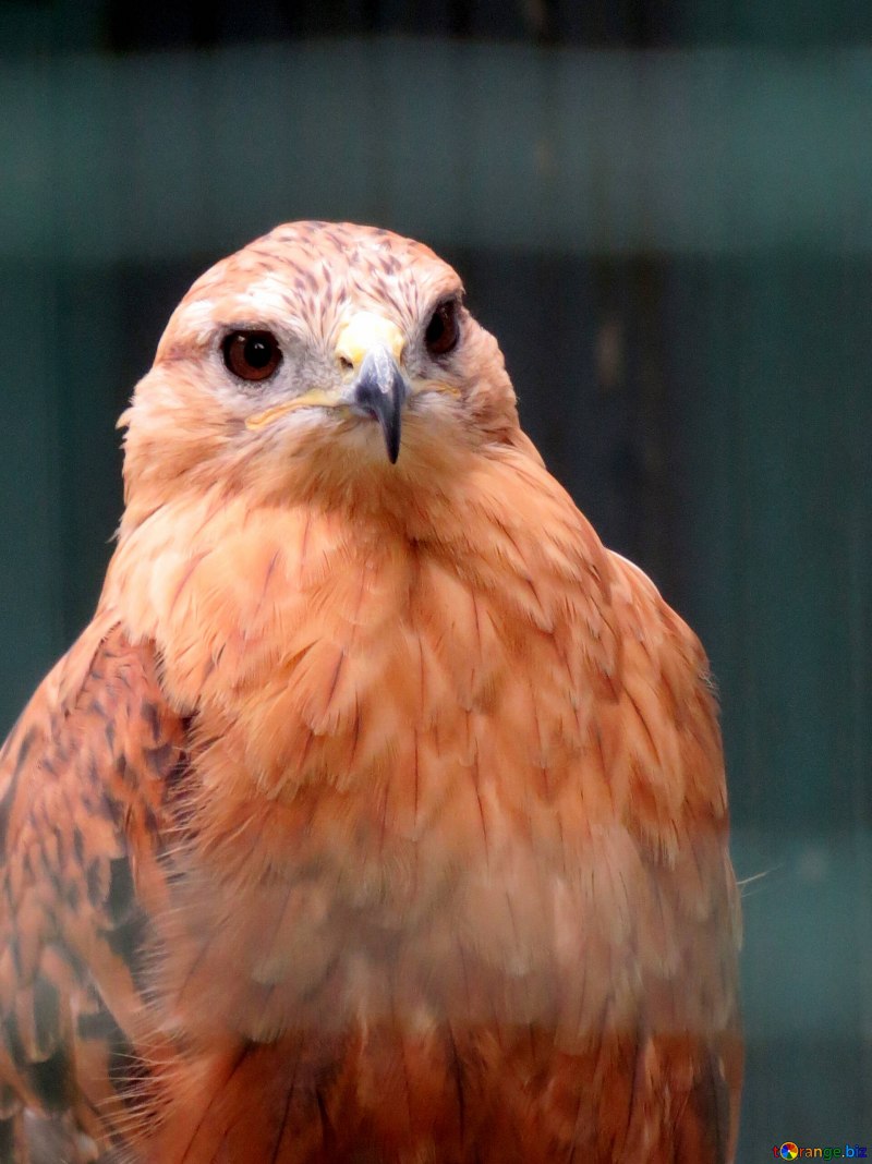 Red Tail Hawk