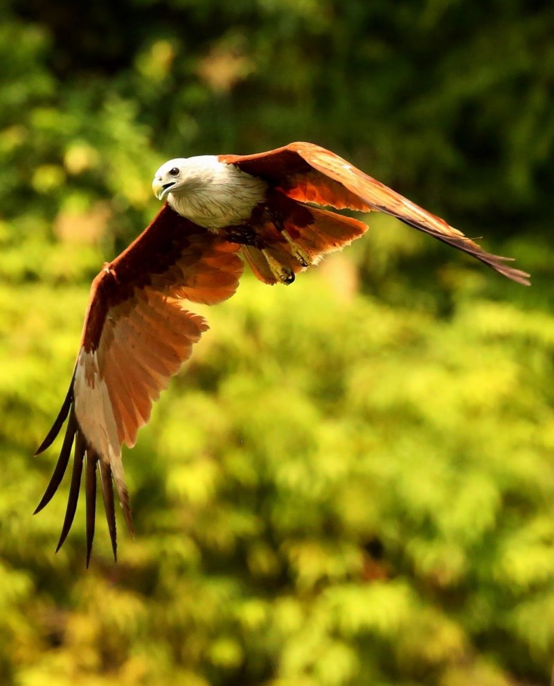 Elanus caeruleus