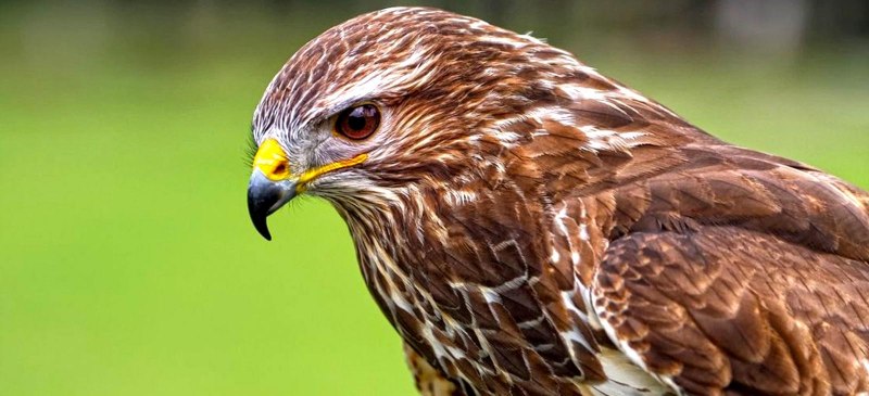 Red tailed Hawk (ястреб)