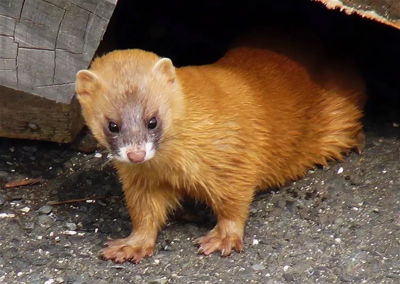 Колонок Mustela sibirica
