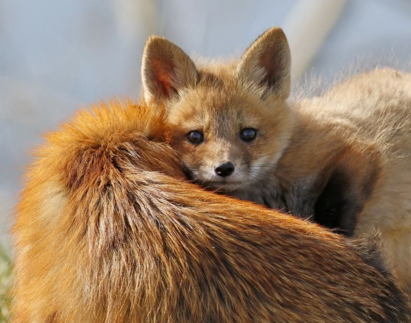 Колонок Mustela sibirica Pallas, 1773