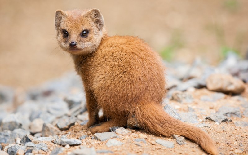Сибирский колонок Mustela sibirica