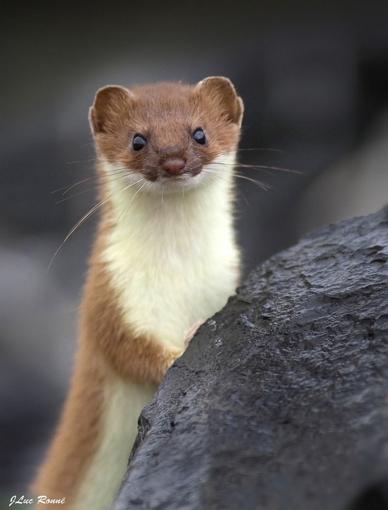 Mustela nivalis