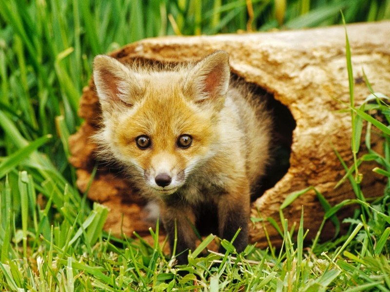 Сибирский колонок Mustela sibirica