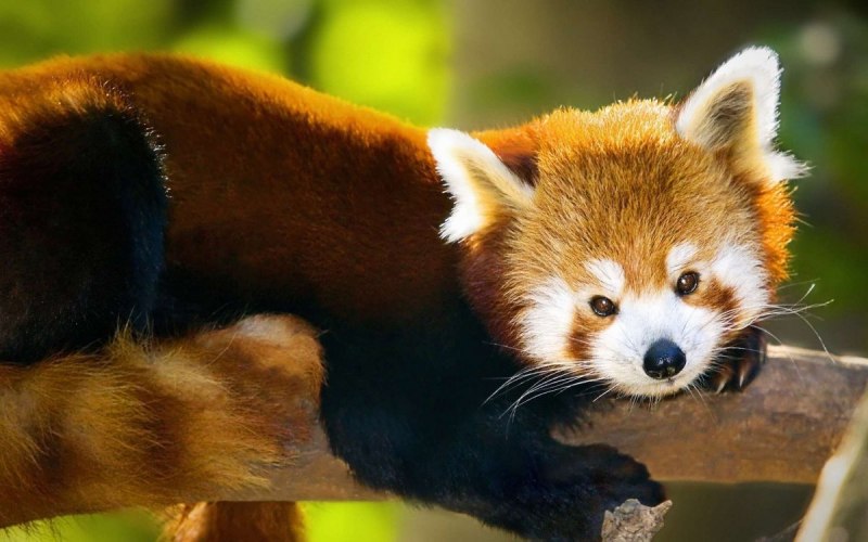 Колонок Mustela sibirica