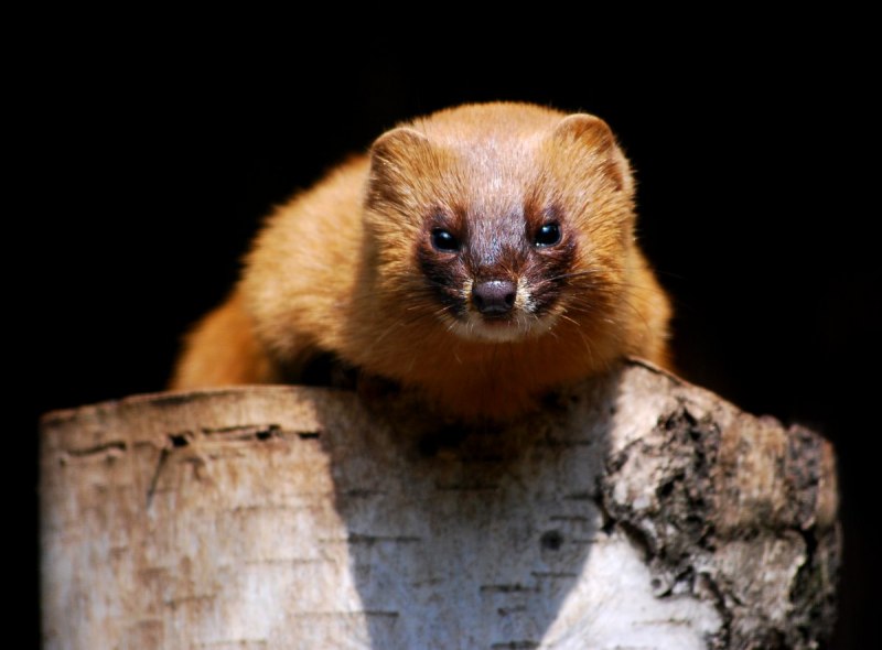 Сибирский колонок Mustela sibirica