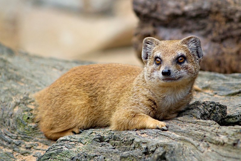 Горностай (лат. Mustela erminea)