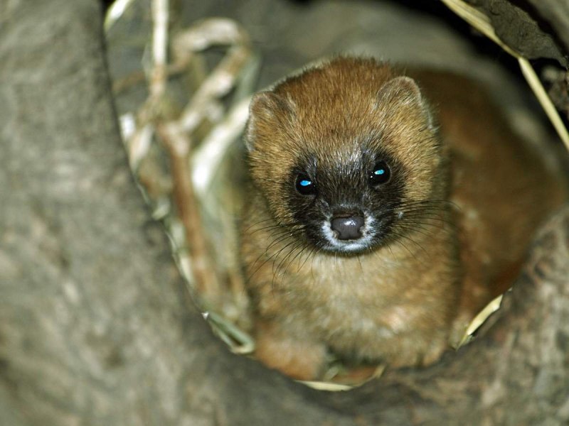 Колонок Mustela sibirica