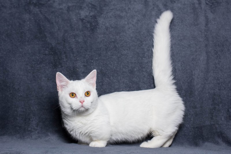 Кошка Манчкин альбинос
