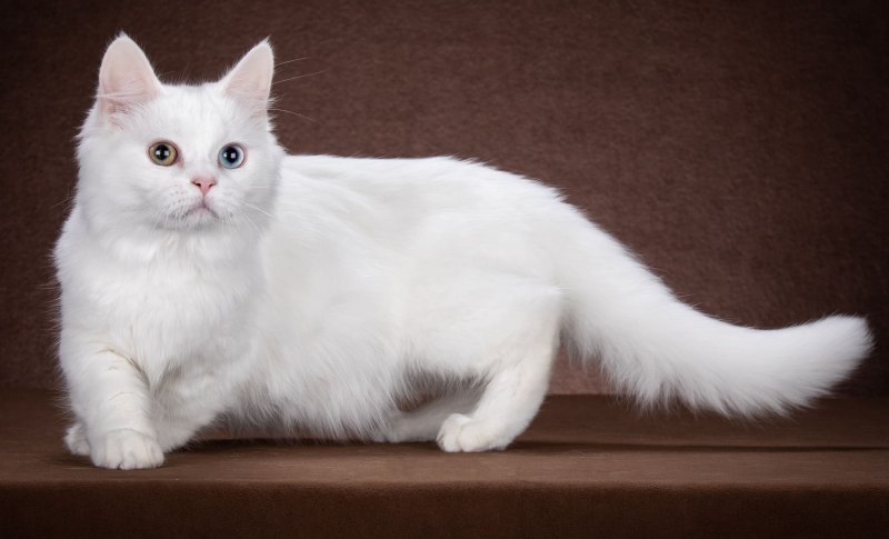 Манчкин белый котенок