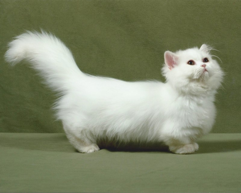 Манчкин кошка белая