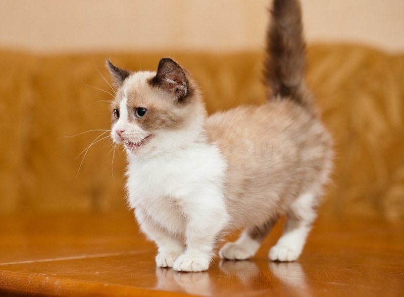 Кот породы Манчкин