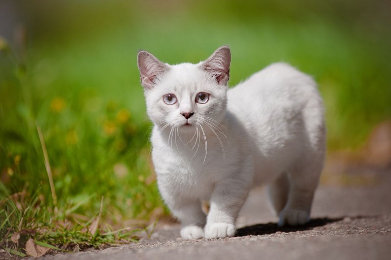 Манчкин кот белый
