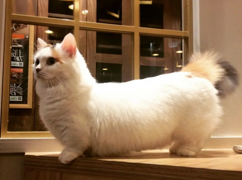 Кошка такса Манчкин
