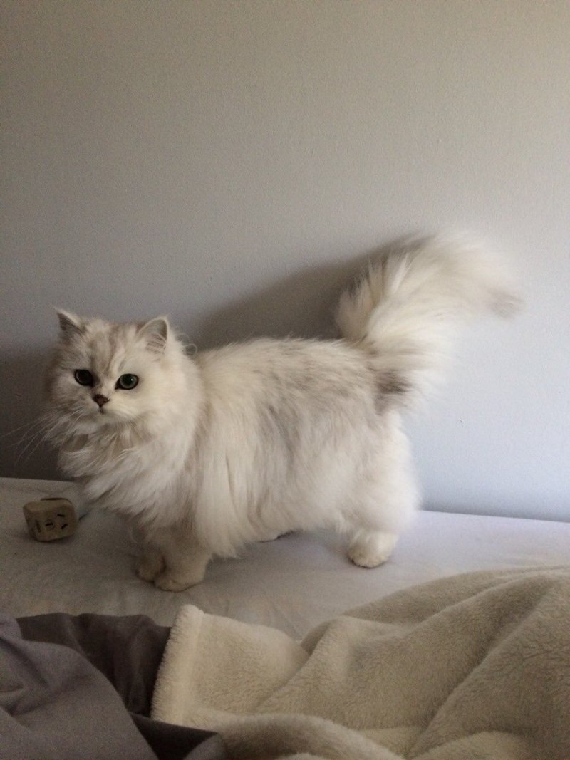 Рэгдолл Манчкин