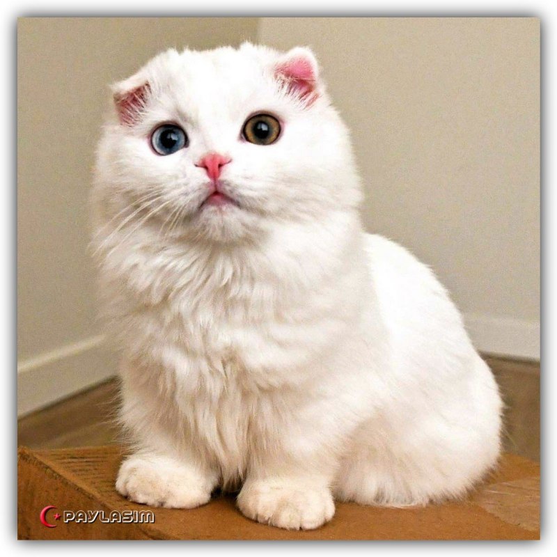 Манчкин Шотландская вислоухая
