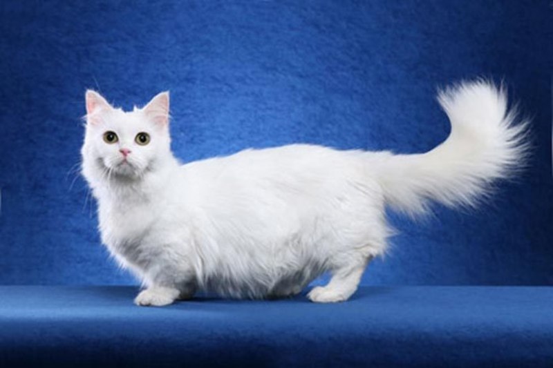 Манчкин длинношёрстный кошка