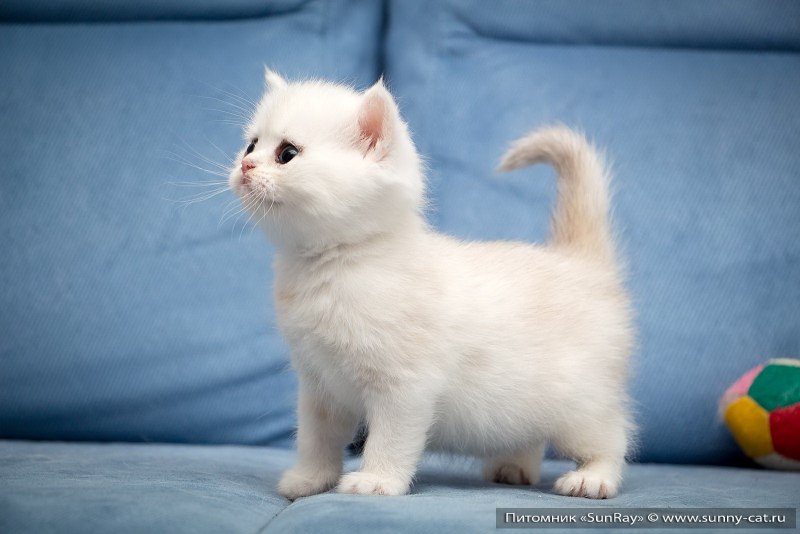 Кот Манчкин вислоухий
