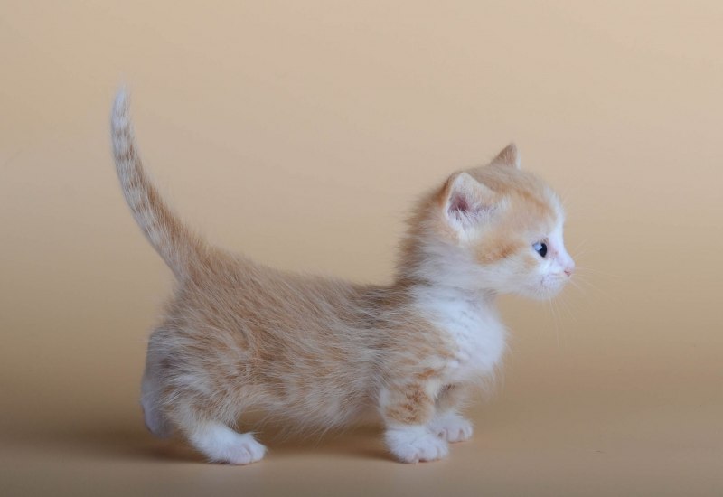 Коротколапые котята Манчкин