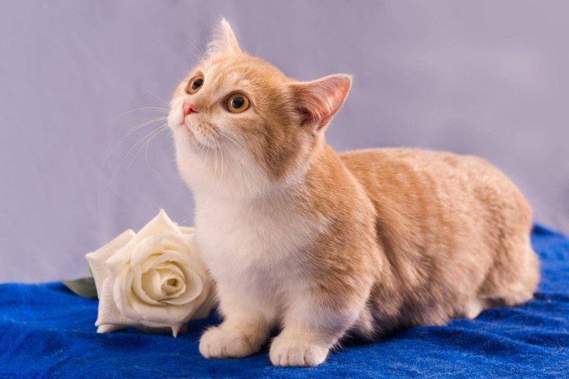 Манчкин кот белый