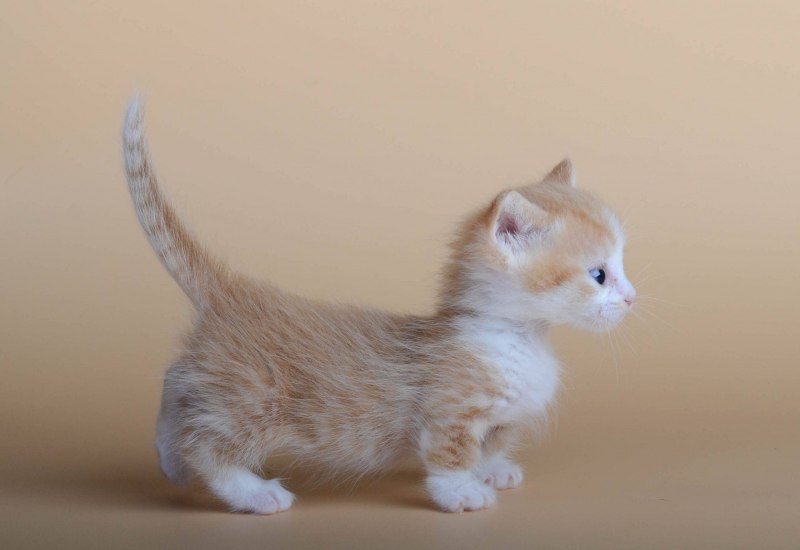 Манчкин котята