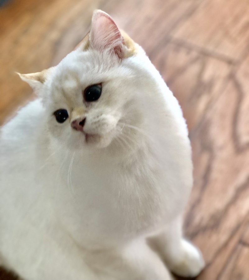 Манчкин шиншилла