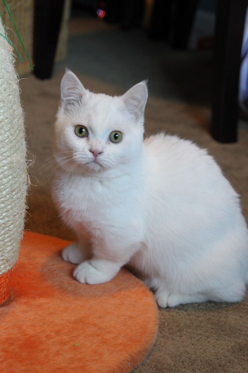 Шотландский вислоухий Манчкин кот