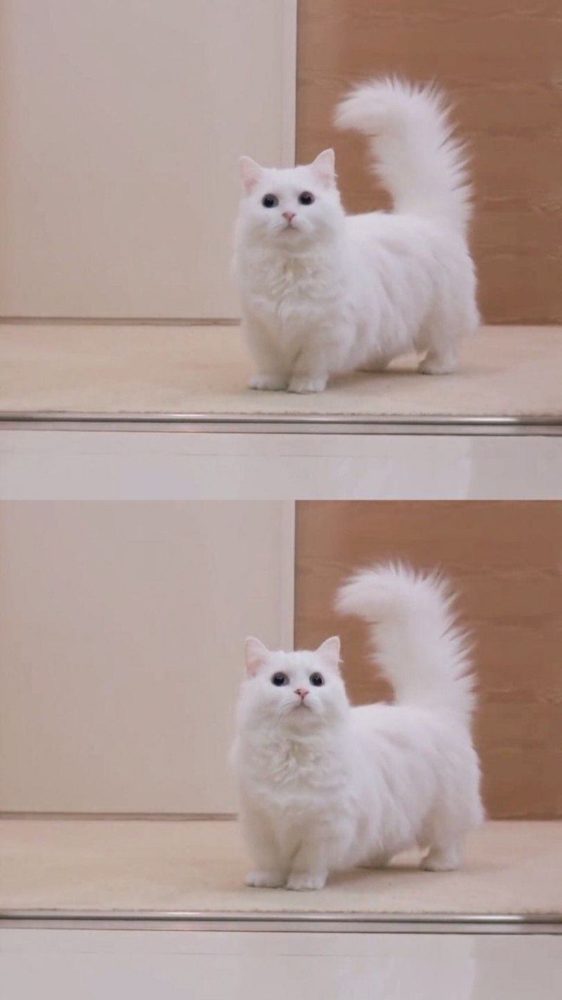 Скоттиш фолд Манчкин