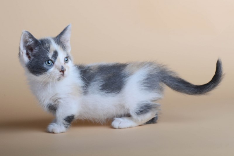 Манчкин кошка длинные ноги