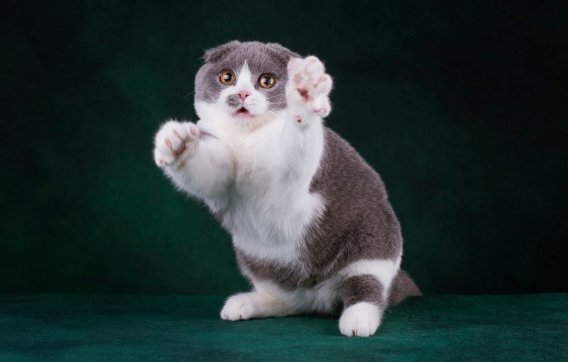 Манчкин длинношёрстный кошка