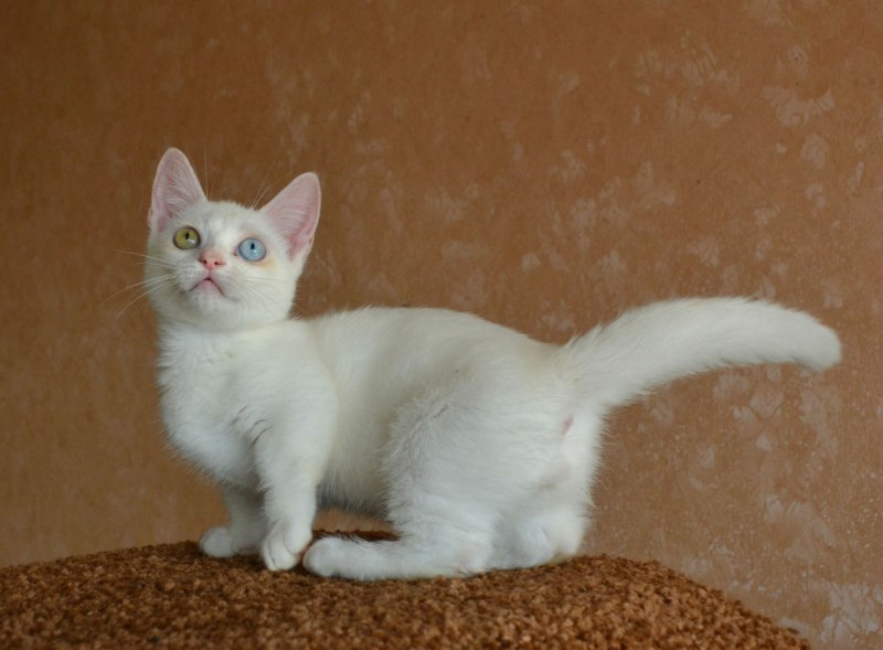 Американский кёрл кошка