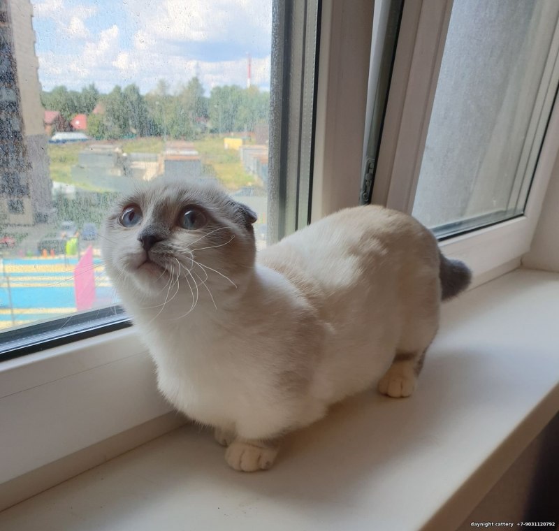 Манчкин кошка Лулу