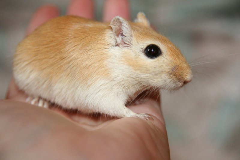 Даурский хомячок (Cricetulus Barabensis)