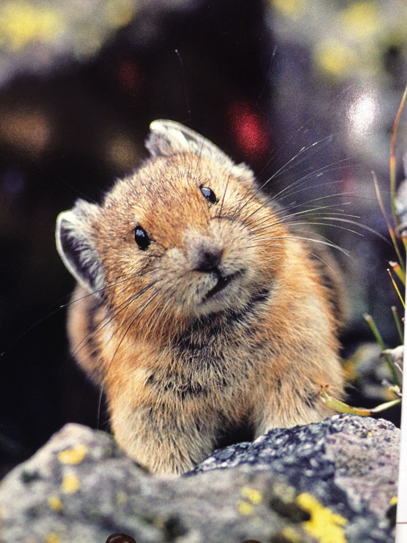 Хомячок серый (Cricetulus migratorius)