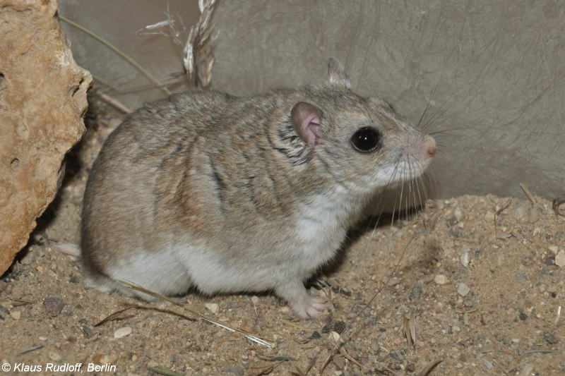 Хомячок Эверсманна (Allocricetulus eversmanni)