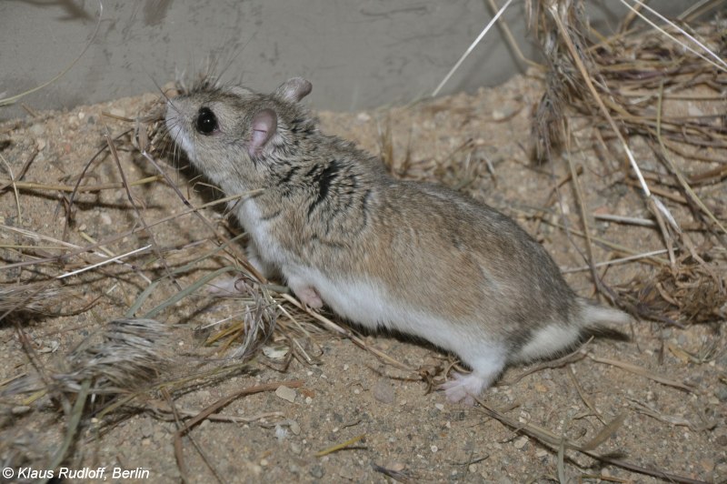 Allocricetulus curtatus