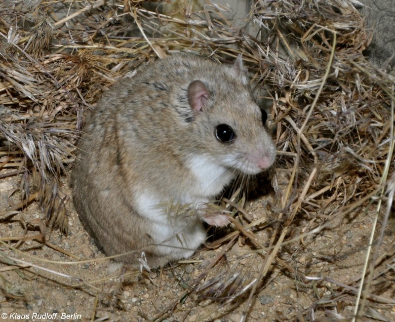 Хомячок Эверсманна (Cricetulus eversmanni)