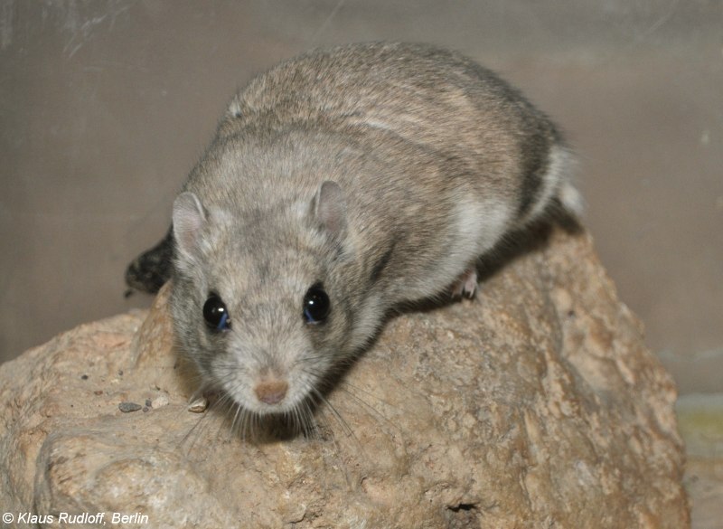 Allocricetulus curtatus