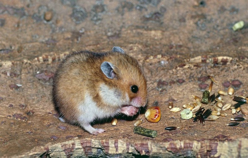 Cricetulus griseus