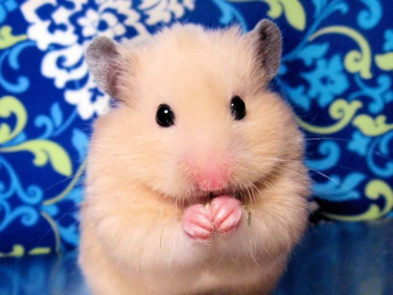 Gerbil Песчанка