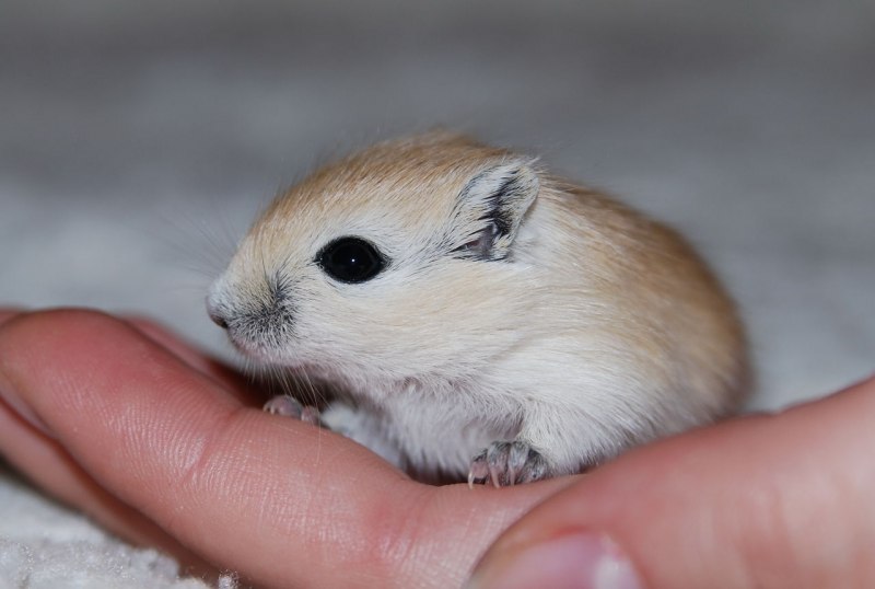 Северная пищуха (Ochotona Hyperborea)