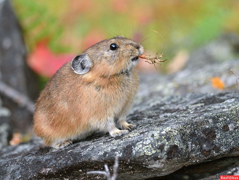 Хомячок Эверсманна (Allocricetulus eversmanni Brandt)