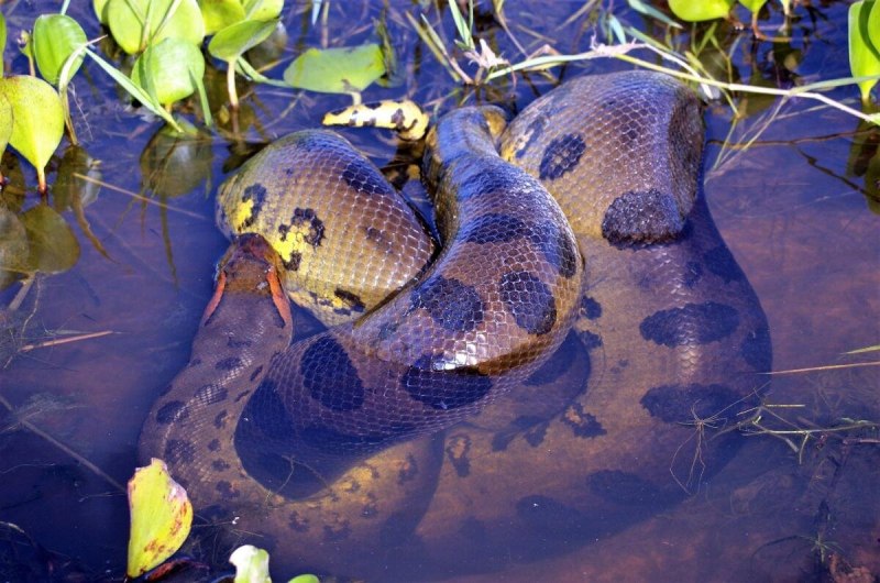 Анаконда eunectes beniensis